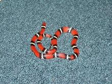 marion county Scarlet King