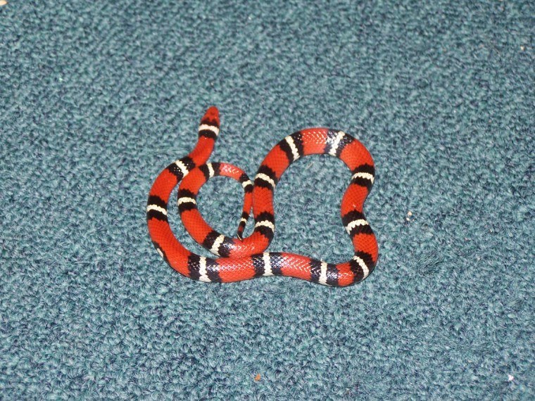 marion county Scarlet King