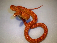 ultra banded motley