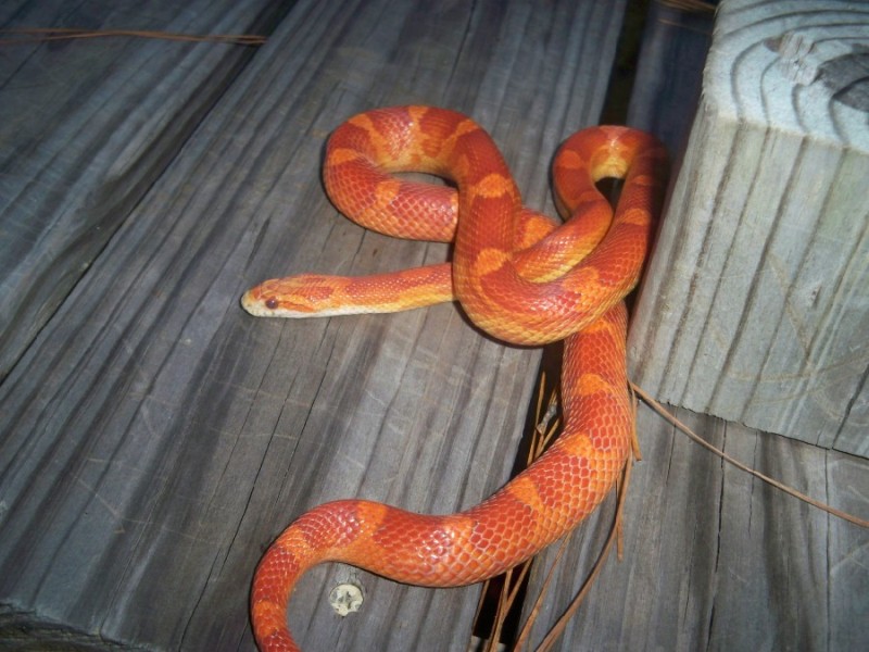 Nicely Colored Ultramel Motley