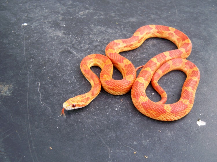Motley Ultramel