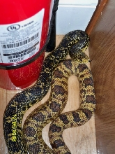 WC Rapides Female