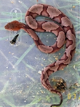SC Copperhead