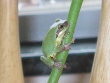 wut treefrog is this???
