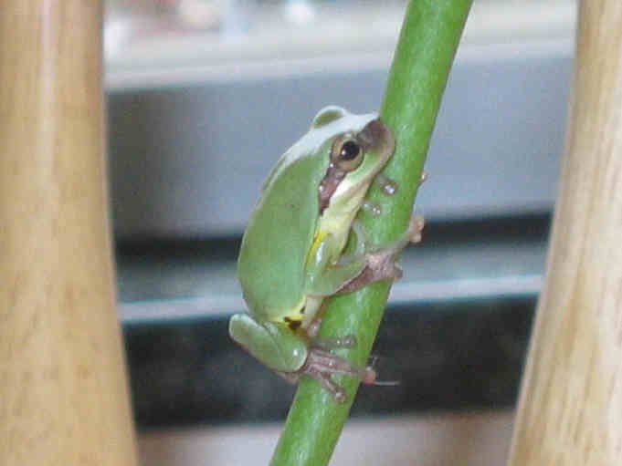 wut treefrog is this???