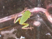 same wut-kind treefrog