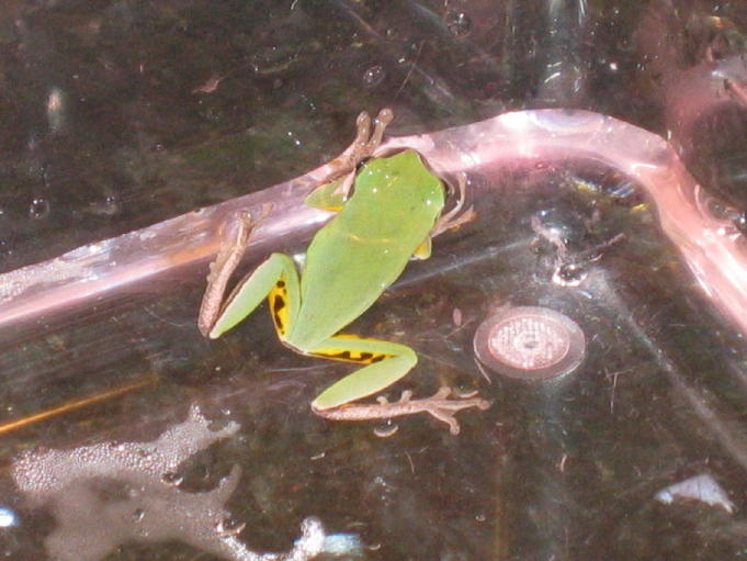 same wut-kind treefrog