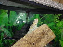 Male Collard