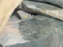 Male Collard