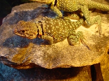 Xena - Gravid Collard Egg Belly