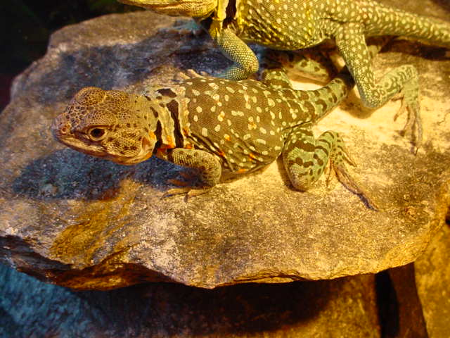 Xena - Gravid Collard Egg Belly