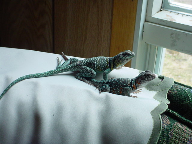 Male & Gravid Female Collard