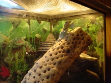 Male Collard