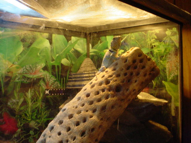 Male Collard