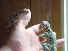 Male & Gravid Female Collard