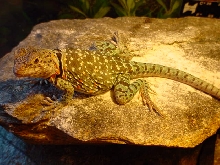 Xena - Gravid Collard