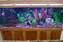 Freshwater aquarium