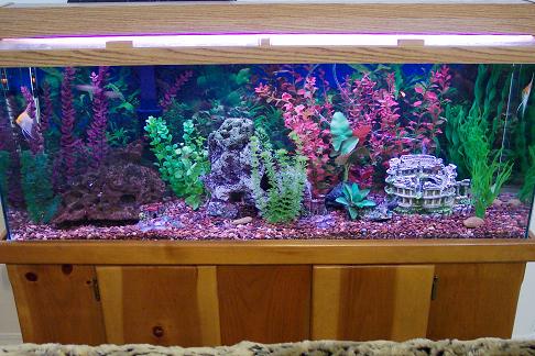 Freshwater aquarium