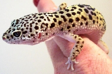 Leopard Gecko