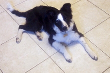 Border Collie