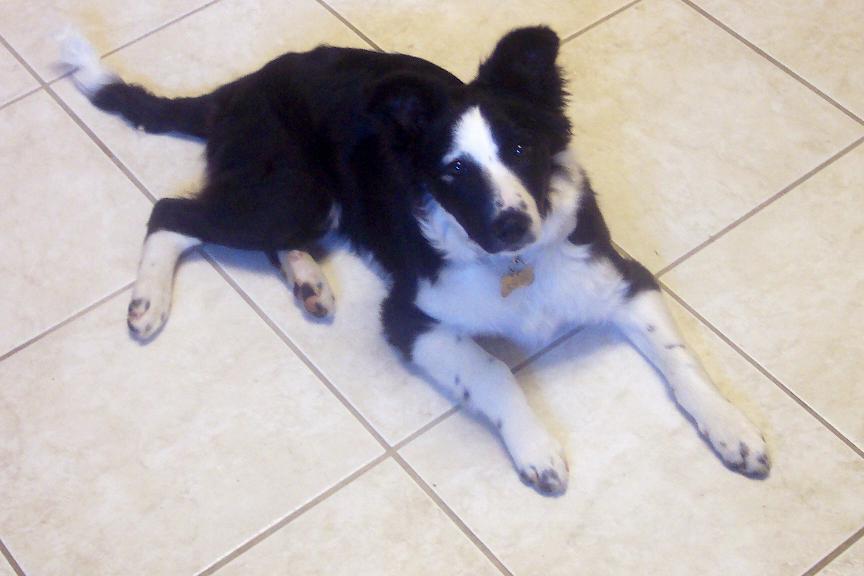 Border Collie