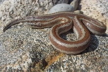 Rosy Boa after shed
