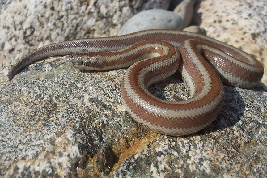 Rosy Boa after shed