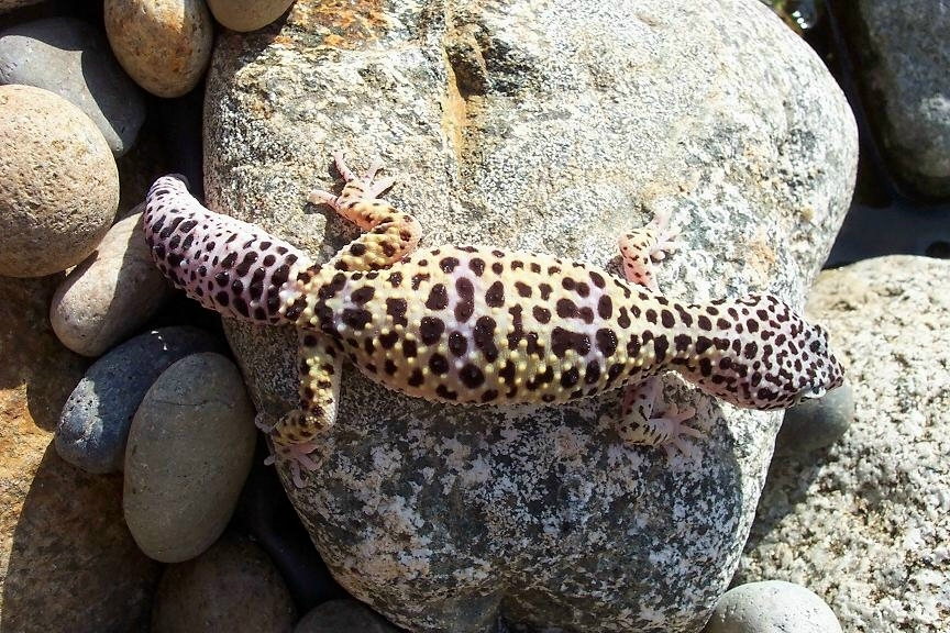 Leopard Gecko