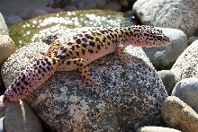 Leopard Gecko