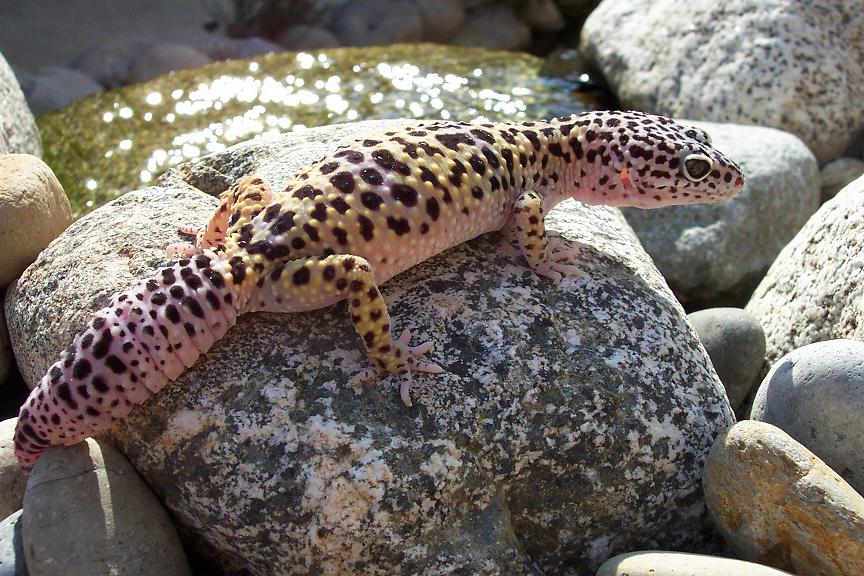 Leopard Gecko