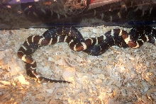 Kingsnakes Breeding