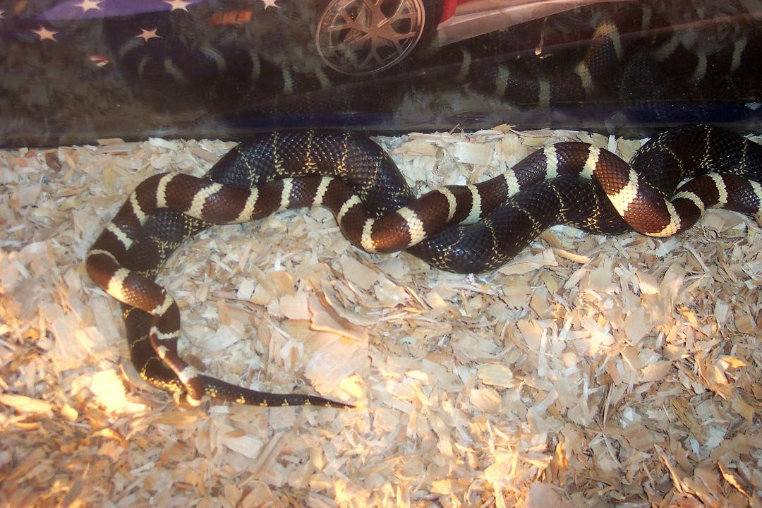 Kingsnakes Breeding