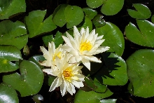 Water Lily