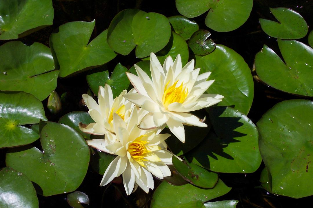 Water Lily