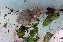 TIPTON KANGAROO RAT