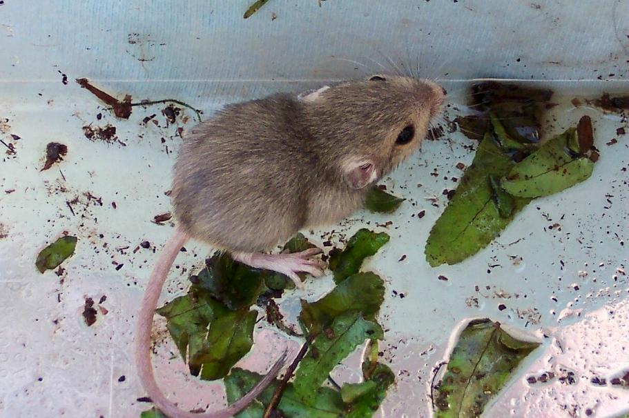 TIPTON KANGAROO RAT