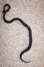 GRAVID KINGSNAKE