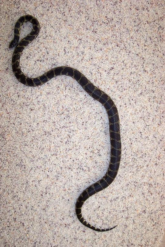 GRAVID KINGSNAKE