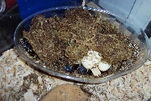 Desert King laying eggs