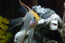 What is wrong with my Angelfishes gill?