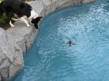 Border collie herding shark