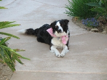 Border Collie