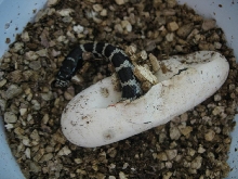 Hatchling Kingsnake