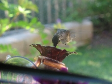 Hummingbird