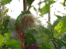 Green Lynx Spiderlings