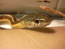 female red side