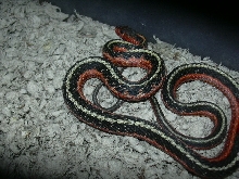 Male Flame