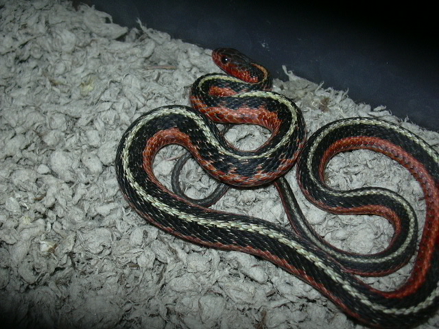 Male Flame