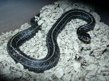 Female Anery Plains