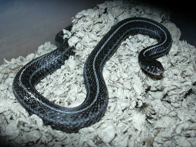 Female Anery Plains